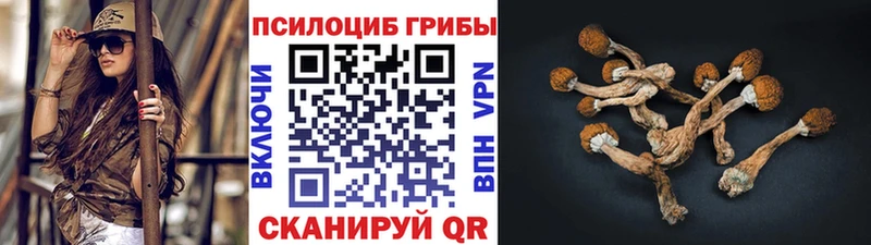 Псилоцибиновые грибы Psilocybe  где продают наркотики  Кизилюрт 